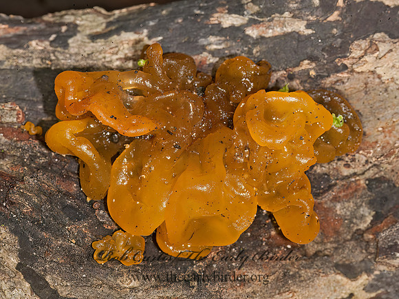 Tremella  JELLY FUNGUS 8014951z