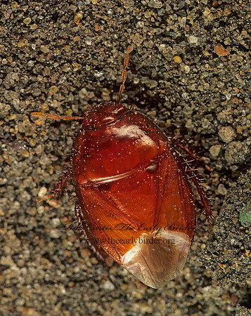 Pangaeus bilineatus  2-LINED BURROWER BUG 179212z