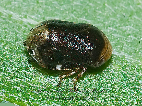 Clastoptera xanthocephala~ 7006301z