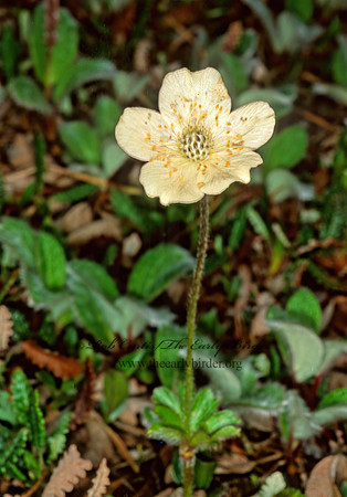 Anemone parviflora  SMALL-FLOWERED ANEMONE 240514z