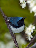 Setophaga caerulescens BLACK-THROATED BLUE WARBLER 5006630z