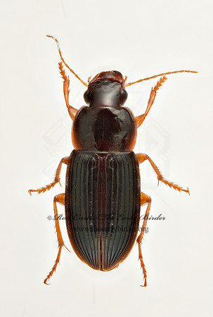 Notiobia terminata 9019922z