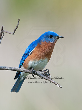 Sialia sialis  EASTERN BLUEBIRD 8031037z