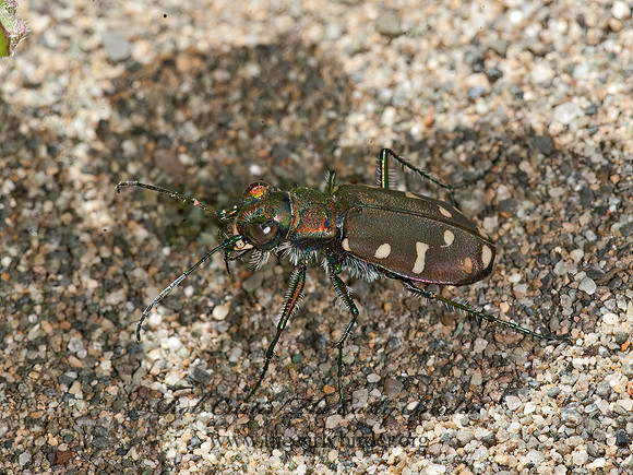 Cicindela oregona  OREGON TIGER BEETLE 8037334z