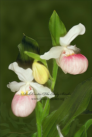 Cypripedium reginae  SHOWY LADY'S SLIPPER 95534z