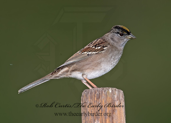 Zonotrichia atricapilla  GOLDEN-CROWNED SPARROW 8020767z