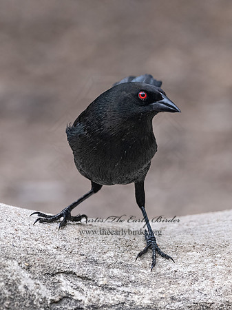 Molothrus aeneus  BRONZED COWBIRD 3031133z