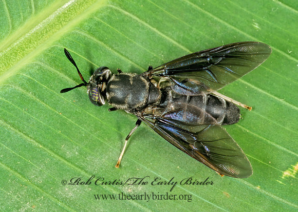 Hermetia  SOLDIER FLY 202505z
