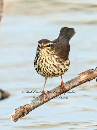 Parkesia noveboracensis  NORTHERN WATERTHRUSH 3007641z