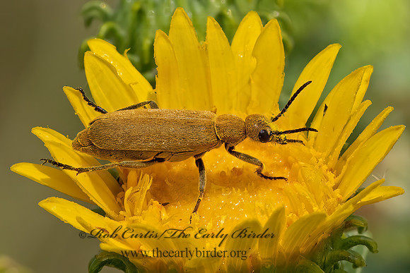 Epicauta ferruginea  BROWN BLISTER BEETLE 3023409z