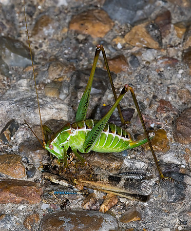 Dichopetala brevihastata  COMMON SHORT-WING KATYDID   6024291z