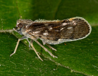 Pintalia vibex CIXIINAE PLANTHOPPER 9040020z
