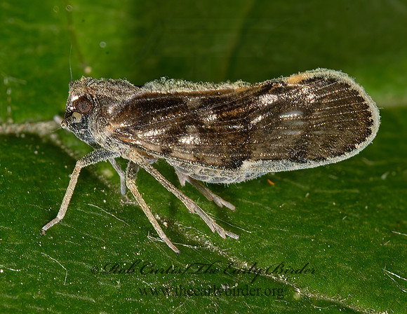 Pintalia vibex  CIXIINAE PLANTHOPPER 9040020z