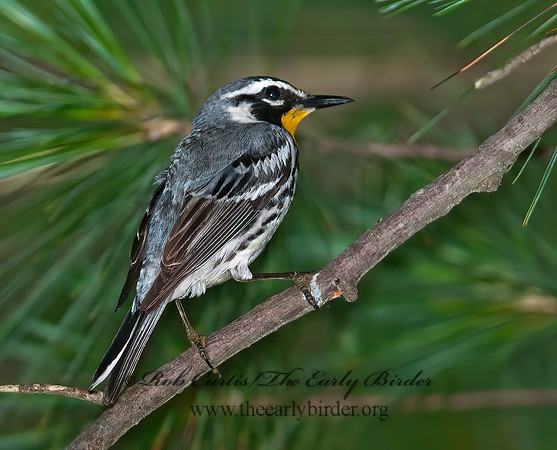 Setophaga dominica  YELLOW-THROATED WARBLER 3002651z