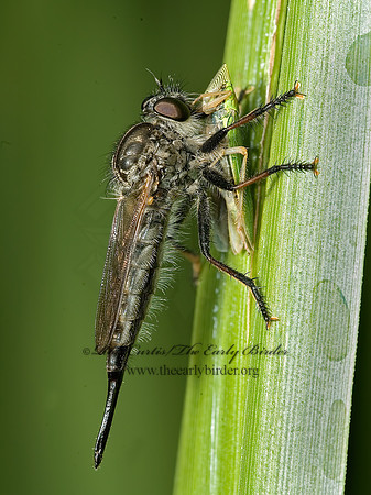 Efferia aestuans  ASILINAE ROBBER FLY 5012922z