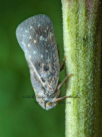 Metcalfa pruinosa 5012376z