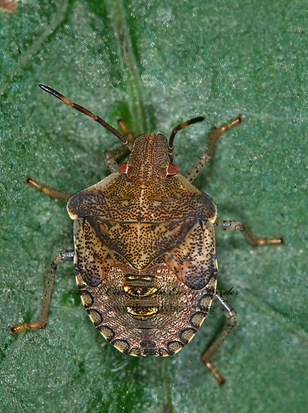 Euschistus  BROWN STINKBUG 6011405z