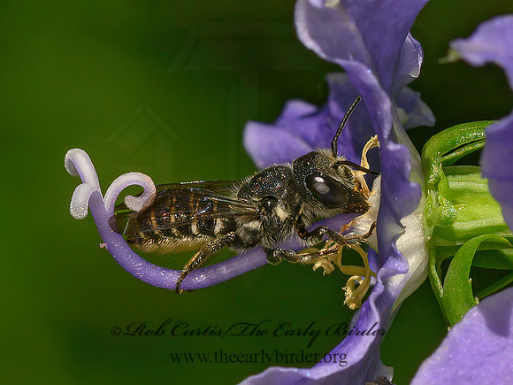 Megachile campanulae  BELLFLOWER RESIN BEE 1305146z