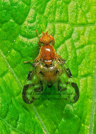 Euleia uncinata  FRUIT FLY 237512z