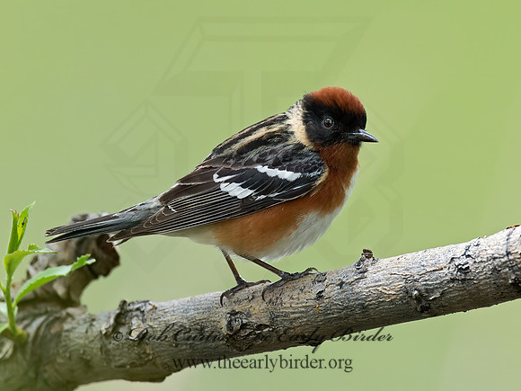Setophaga castanea  BAY-BREASTED WARBLER 9022347z
