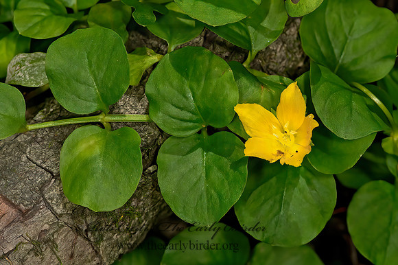 Lysimachia nummularia  CREEPING JENNY 9066320z