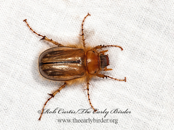Coenonycha  JUNEBUG 8036536z