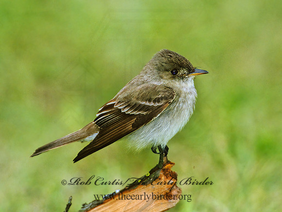 Contopus virens  EASTERN WOOD PEWEE 1272413z