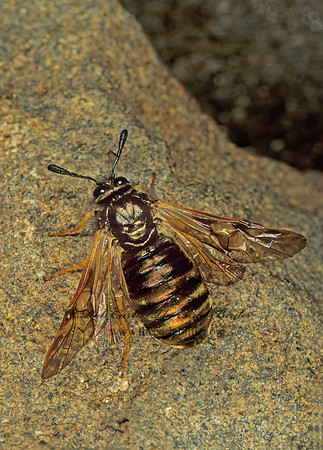 Zaraea inflata 149612z