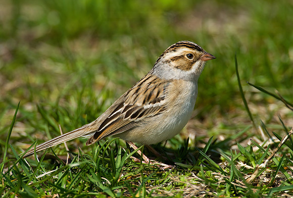 Spizella pallida  CLAY-COLORED SPARROW 8002473z