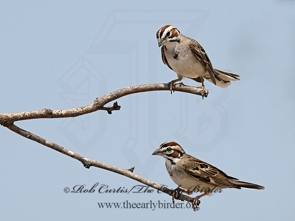Chondestes grammacus  LARK SPARROW 3034638z