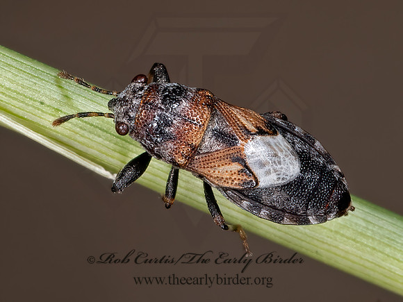 Phlegyas abbreviatus  PACHYGRONTHID BUG 3023050z