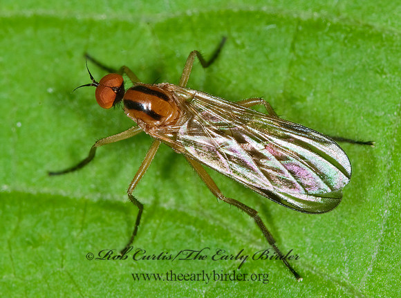 Rhamphomyia vittata  DANCE FLY6008502z