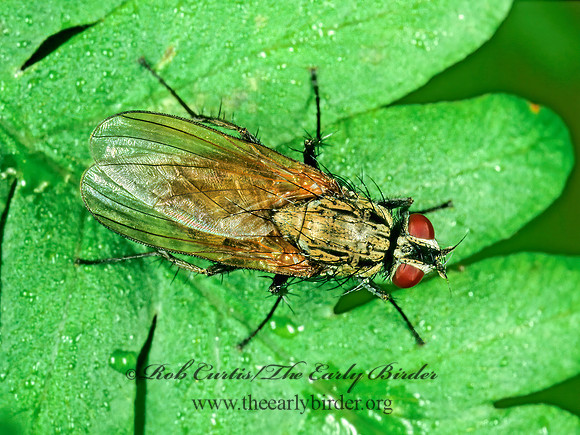 Delia or Botanophila  ROOT-MAGGOT FLY 208012z