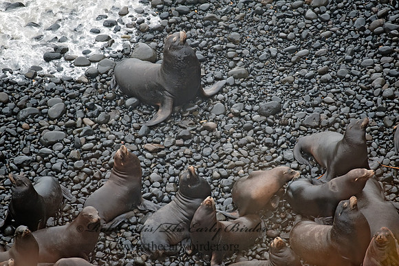 Zalophus californianus  CALIFORNIA SEA LION 8019697z