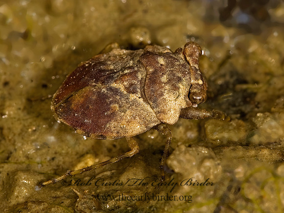Gelastocoris oculatus 8016389z