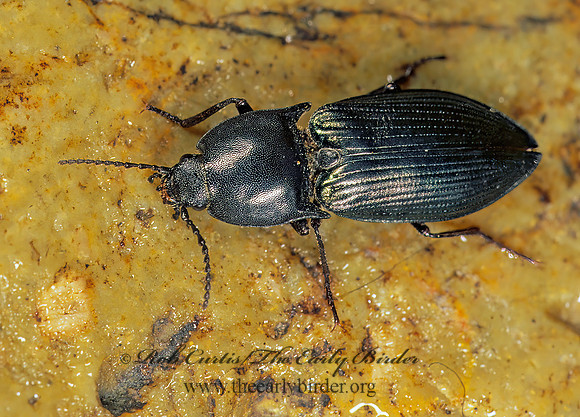 Selatosomus aeripennis 243406 z