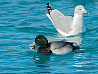 Aythya manila  GREATER SCAUPz