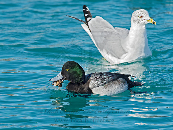 Aythya manila  GREATER SCAUPz