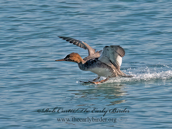 Mergus serrator RED-BREASTED MERGANSER Mergus serrator 3043208z