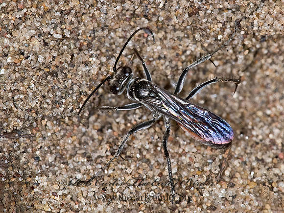 Anoplius semirufus  SPIDER WASP 6011931z