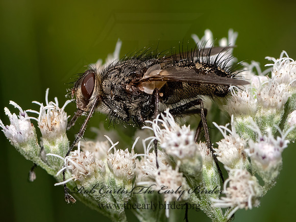Dexiini  TACHINID FLY 3026022z