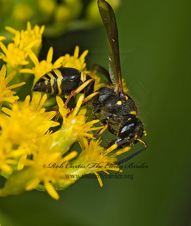 Ancistrocerus adiabatus  MASON WASP  5012986z