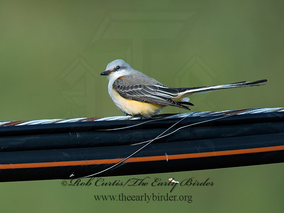 Tyrannus forficatus SCISSOR-TAILED FLYCATCHER 9006739z