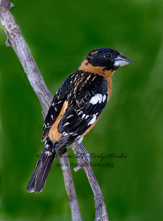 Pheucticus melanocephalus  BLACK HEADED GROSBEAK 7006688z