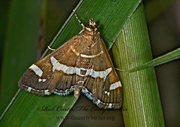Spoladea recurvalis BEET WEBWORM MOTH 6016488z