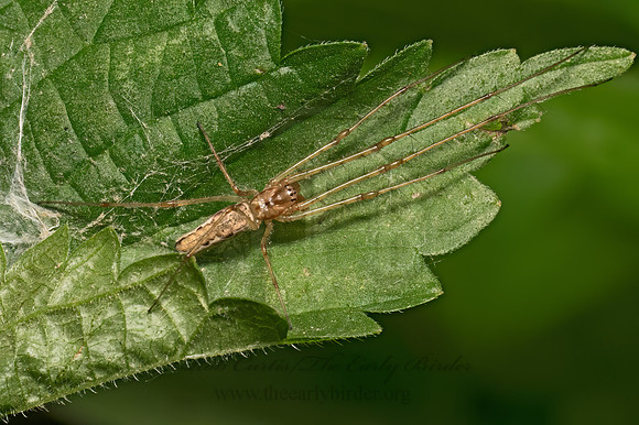 Tetragnatha LONG-JAWED SPIDER 9088325z
