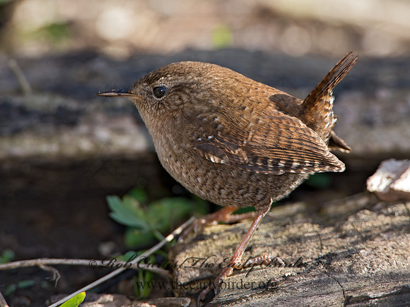 Troglodytes hiemalis  WINTER WREN 9028601z