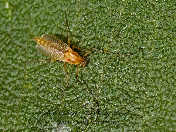 Chironomini  NON-BITING MIDGE 5014961z