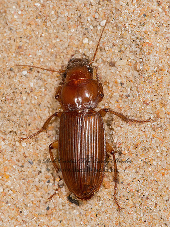 Harpalus erraticus 9014835z