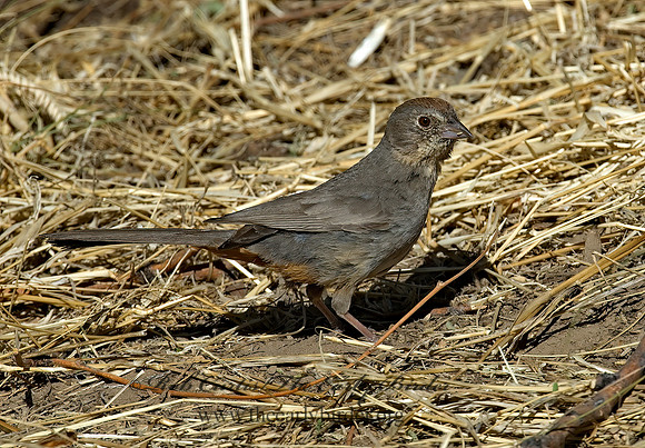 Melozone fusca  CANYON TOWHEE 7007792z